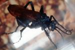 Spider Wasp (Pepsis cerberus)