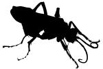 Spider Wasp (Pepsis cerberus) Silhouette, logo, shape