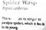 Spider Wasp (Pepsis cerberus), OEBV02P04_11