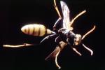 Yellow-Legged Paper Wasp, (Mischocyttarus flavitarsus), Yellowjacket, OEBV02P04_12