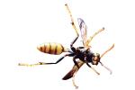 Yellow-Legged Paper Wasp, (Mischocyttarus flavitarsus), Yellowjacket, OEBV02P04_12F