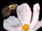 Bee, OEBV02P05_16
