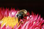 Bee, OEBV02P05_17