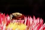Bee, OEBV02P06_04