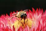 Bee, OEBV02P06_05