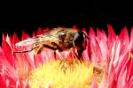 Bee, OEBV02P06_06