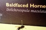 Dolichovespula maculata