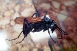 Spider Wasp, (Pepsis cerberus), OEBV02P07_10
