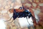 Spider Wasp, (Pepsis cerberus), OEBV02P07_11