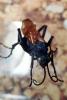 Spider Wasp, (Pepsis cerberus), OEBV02P07_13