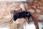 Spider Wasp, (Pepsis cerberus), OEBV02P07_16