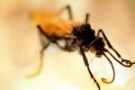 Spider Wasp, (Pepsis cerberus), OEBV02P07_17