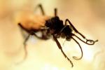 Spider Wasp, (Pepsis cerberus), OEBV02P07_18