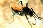 Spider Wasp, (Pepsis cerberus), OEBV02P07_19