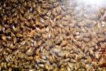Bee Keeping, Honey Bee, OEBV02P08_03