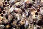 Bee Keeping, Honey Bee, OEBV02P08_06