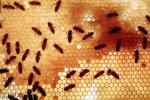 bee keeping, Honey Bees, Canada, OEBV02P08_10