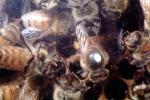 bee keeping, Honey Bees, Canada, OEBV02P08_13