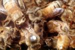 bee keeping, Honey Bees, Canada, OEBV02P08_14