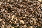 bee keeping, Honey Bees, Canada, OEBV02P09_01