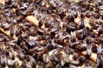 bee keeping, Honey Bees, Canada, OEBV02P09_02