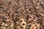 bee keeping, Honey Bees, Canada, OEBV02P09_03