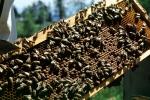 bee keeping, Honey Bees, Canada, OEBV02P09_09