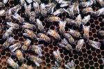 bee keeping, Honey Bees, Canada, OEBV02P09_11