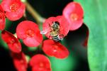 Honey Bee, OEBV02P09_15