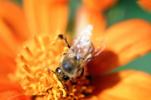 Honey Bee, OEBV02P09_17