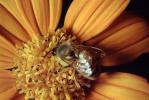 Honey Bee, OEBV02P10_01