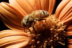 Honey Bee, OEBV02P10_02