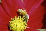 Honey Bee, OEBV02P10_03