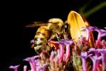 Honey Bee Seeking Nectar, and finding it