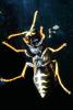European Paper Wasp (Polistes domiulus), Yellowjacket, OEBV02P10_11