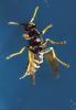 European Paper Wasp (Polistes domiulus), Yellowjacket, OEBV02P10_12