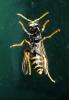 European Paper Wasp (Polistes domiulus), Yellowjacket, OEBV02P10_13