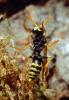 European Paper Wasp (Polistes domiulus), Yellowjacket, OEBV02P10_14