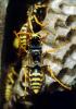 European Paper Wasp (Polistes domiulus), Yellowjacket, OEBV02P10_17