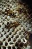 European Paper Wasp,  (Polistes domiulus), Yellowjacket, OEBV02P10_18