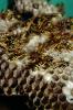 European Paper Wasp (Polistes domiulus), Yellowjacket, OEBV02P10_19
