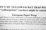 European Paper Wasp (Polistes domiulus), Yellowjacket, OEBV02P11_01
