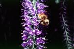 Honey Bee, OEBV02P11_03