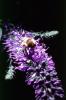Honey Bee, OEBV02P11_04