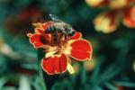 Honey Bee, OEBV02P11_15