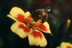 Honey Bee, OEBV02P11_17