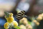 Zebra Longwing, (Heliconius charithonia), Papilionoidea, Butterfly, Wings, Rhopalocera, Nymphalidae, OECD01_008