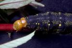 Caterpillar, Sonoma County, OECD01_033