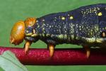 Caterpillar, Sonoma County, OECD01_034
