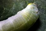 Caterpillar, Sonoma County, OECD01_045